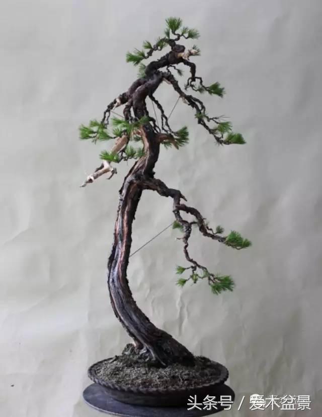 爱木盆景｜文人树《神仙》改作实录，小林国雄亲自示范松树盆景整型，艺术无国界，好的我们需要学习