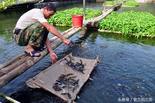 农村致富之路有哪些,农村发家致富的道路有哪些