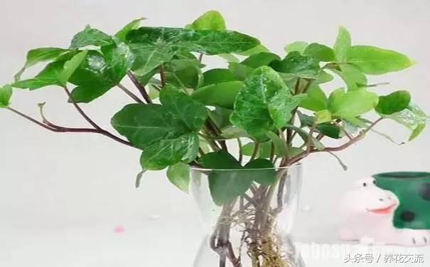 鸿运当头水培植物的养护方法,9种超级好养的水培植物养护下集
