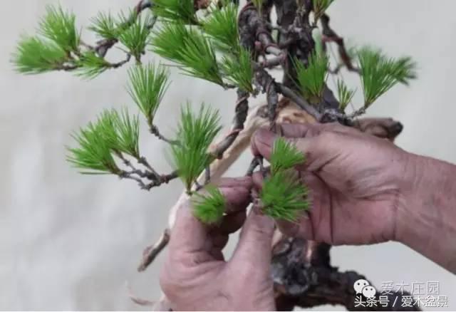 爱木盆景｜文人树《神仙》改作实录，小林国雄亲自示范松树盆景整型，艺术无国界，好的我们需要学习