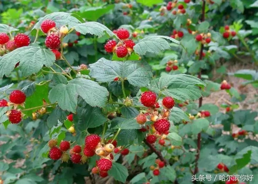 哈尔滨尚志未来5年规划,哈尔滨尚志最新规划