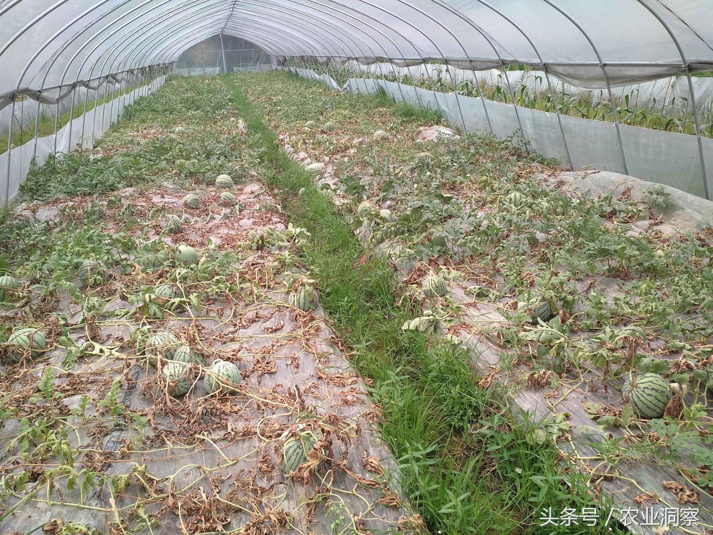 西瓜成熟前雨水大怎么办,西瓜成熟期间遇到大雨泡瓜怎么办