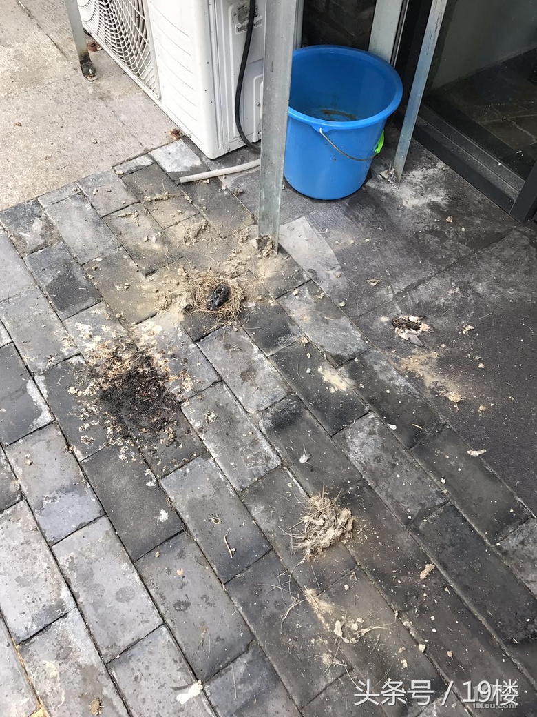 小燕子来家里筑巢被婆婆赶走了,小燕子来家里筑巢被故意弄坏