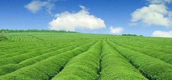 中国农业发展趋势及前景,中国农业行业前景