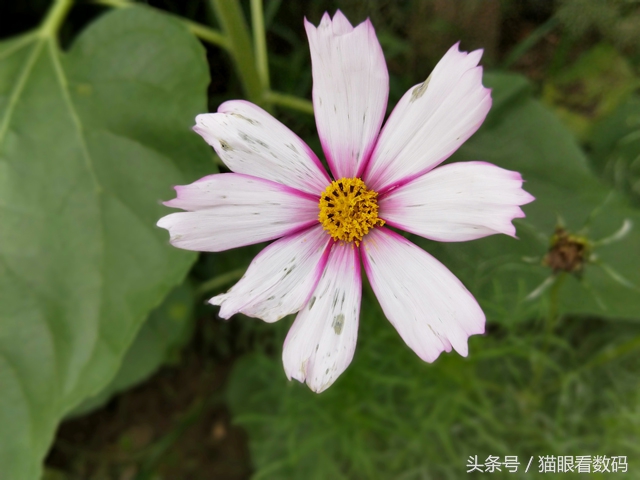 oppor11s测评玩王者荣耀,oppor11手机怎么样值得入手吗