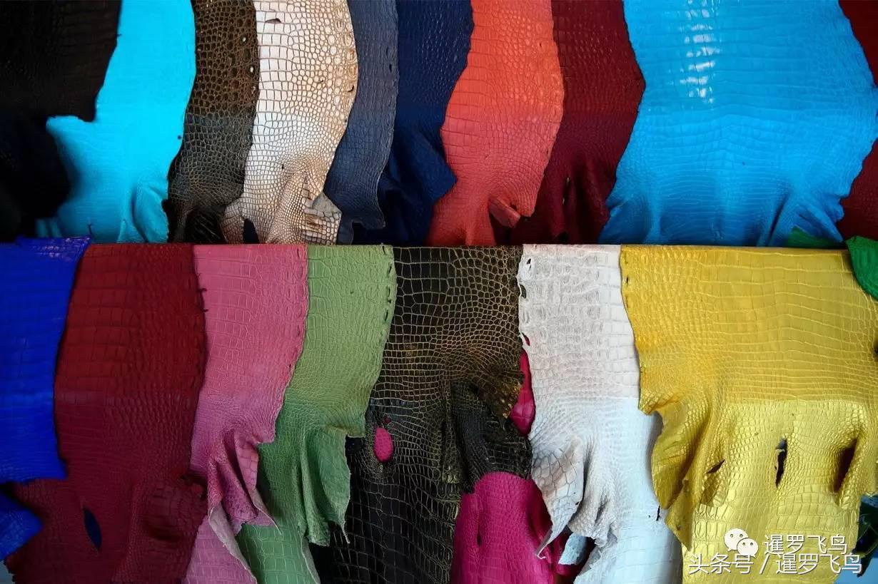 泰国养殖的鳄鱼,鳄鱼养殖基地吃鸡头