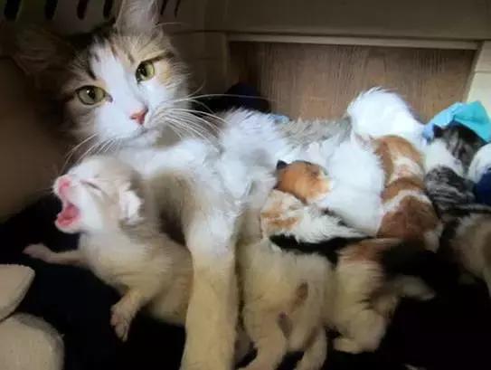 猫咪产后护理,猫咪怀孕生产及产后护理图片