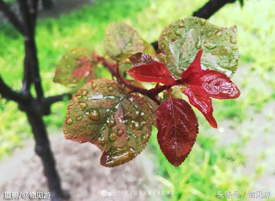 清水凌霄映芙蓉北京日坛公园雨中景｜一绮花见游（原创城市微旅行文章）