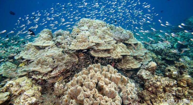 马尔代夫潜水岛推介,马尔代夫潜水好的岛屿