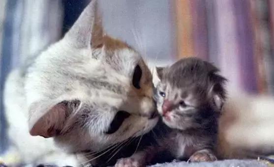 猫咪怀孕生产及产后护理