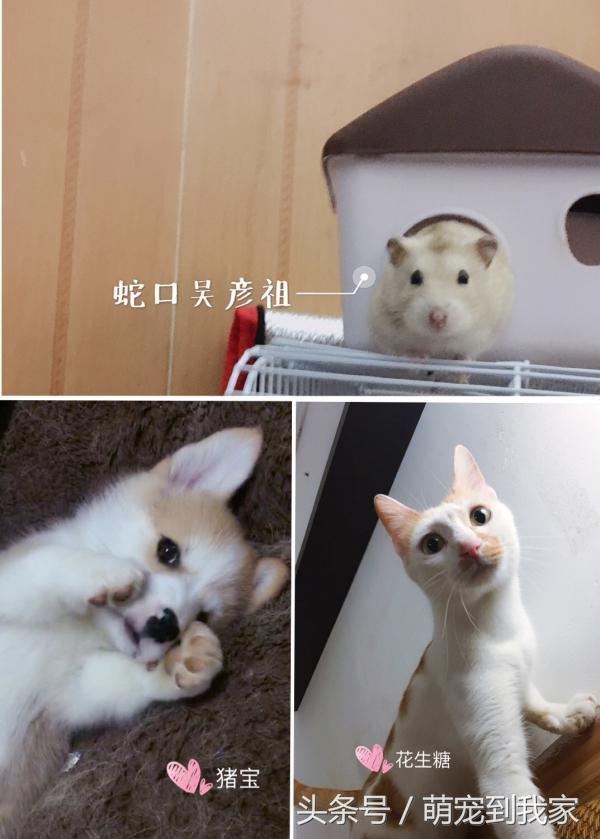 狗宝刚来家里的时候猫咪很生气，没想到后来它们居然合伙偷食吃！