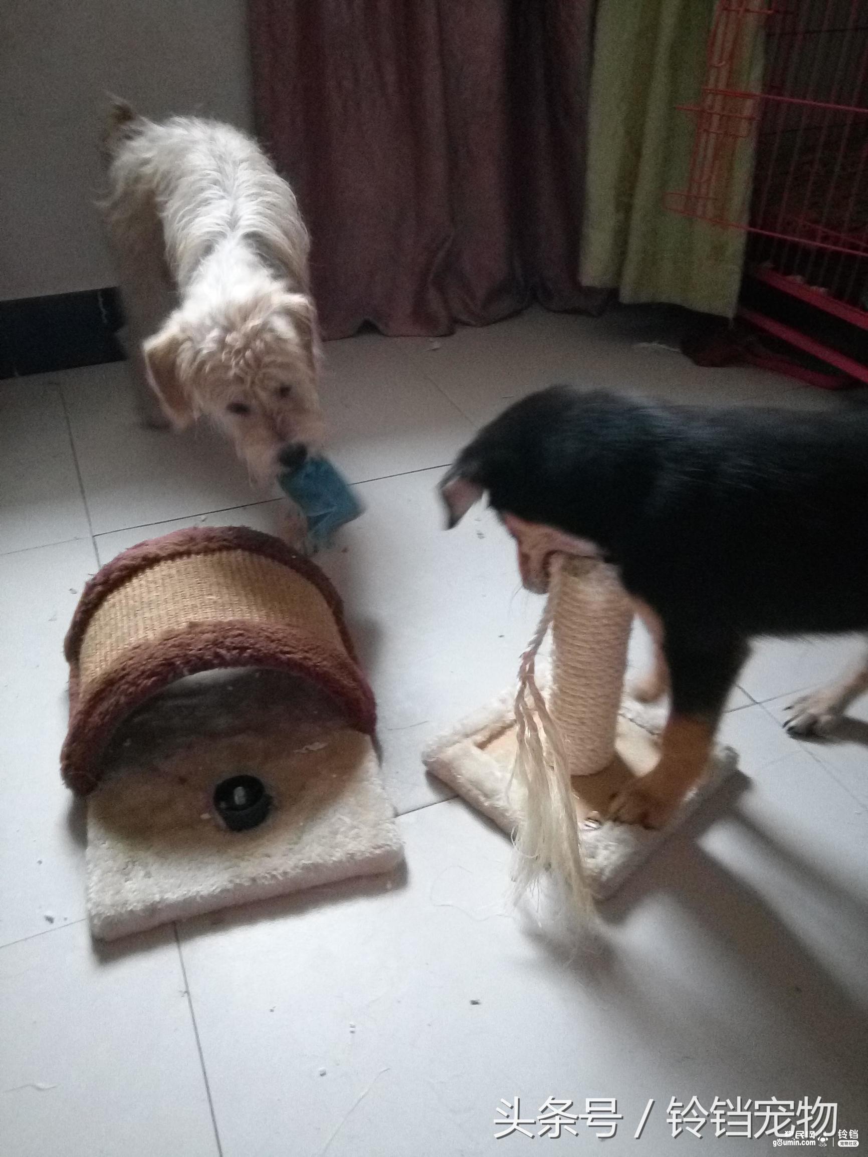 猫狗一起拆家了 (猫狗拆家)