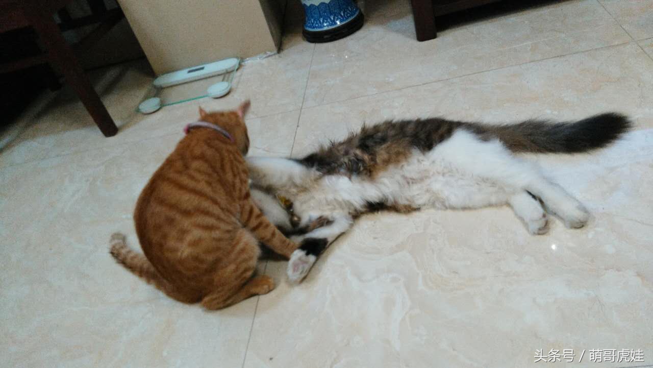 谁说天上不能掉馅饼，坐在家里也能被空降的喵星人砸中，命中注定就是铲屎官