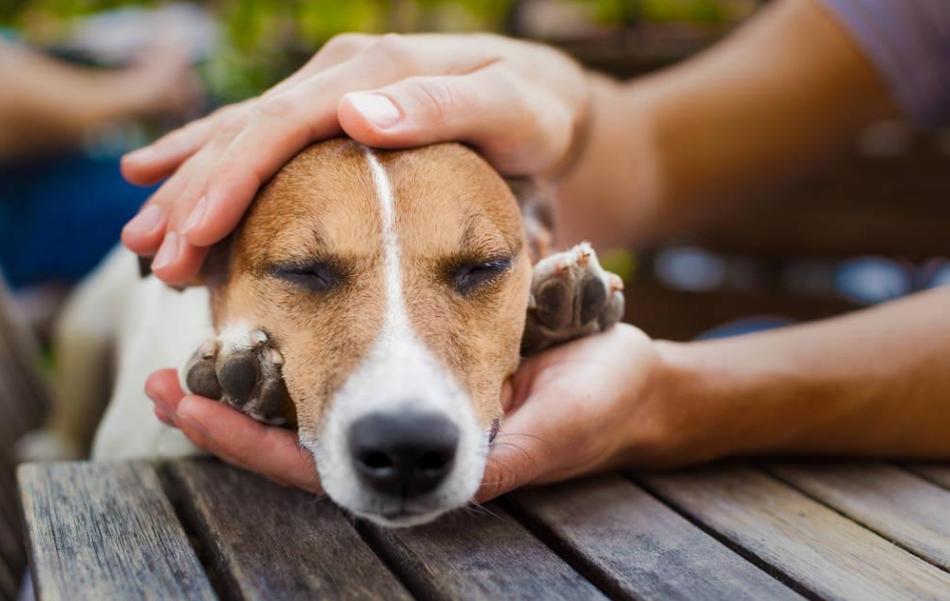 《狗狗的养护与训练秘籍》,狗狗日常护理注意事项