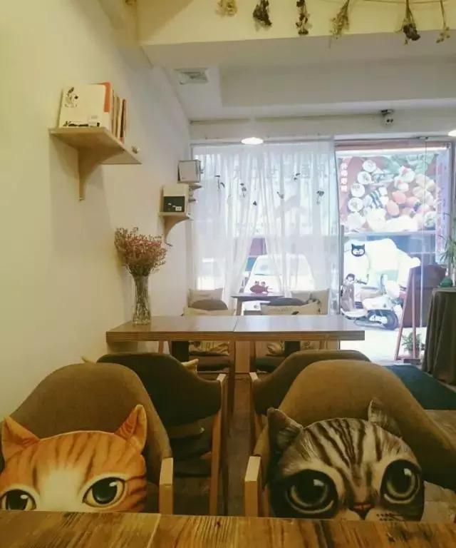萌出血!九江这几家的撸猫店喊你来撸猫啦!美食与猫兼得!