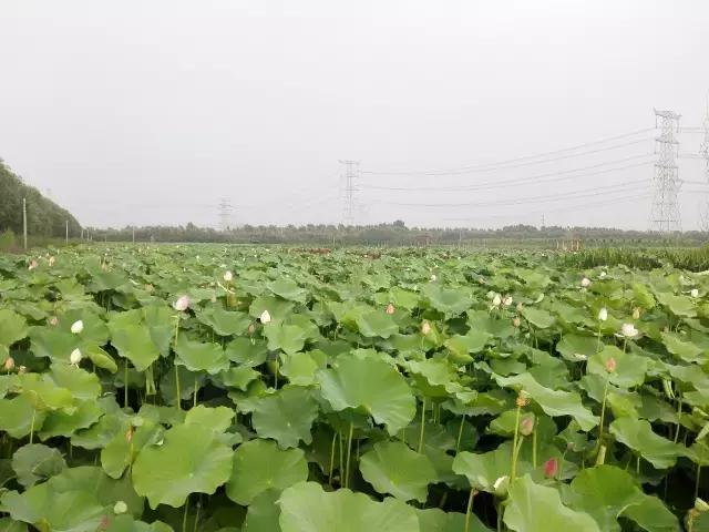 香河一日游看荷花,周边自驾游荷花