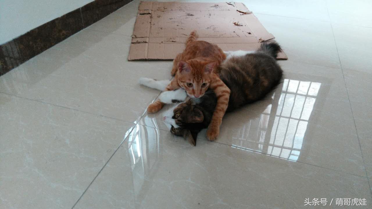 谁说天上不能掉馅饼，坐在家里也能被空降的喵星人砸中，命中注定就是铲屎官