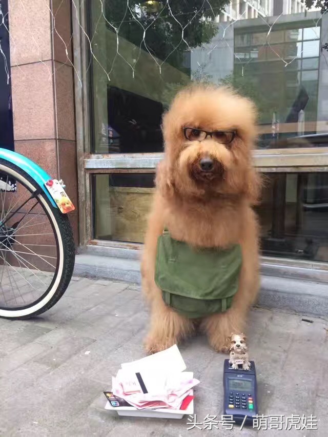 巨型泰迪不仅很拉风还是个小土豪，网友表示：投胎真是个技术活，突然觉得人不如汪