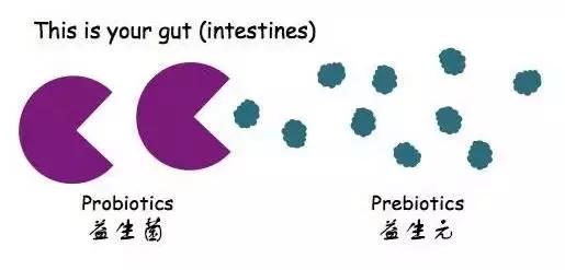益生元跟益生菌有什么区别,益生元和益生菌有什么差别