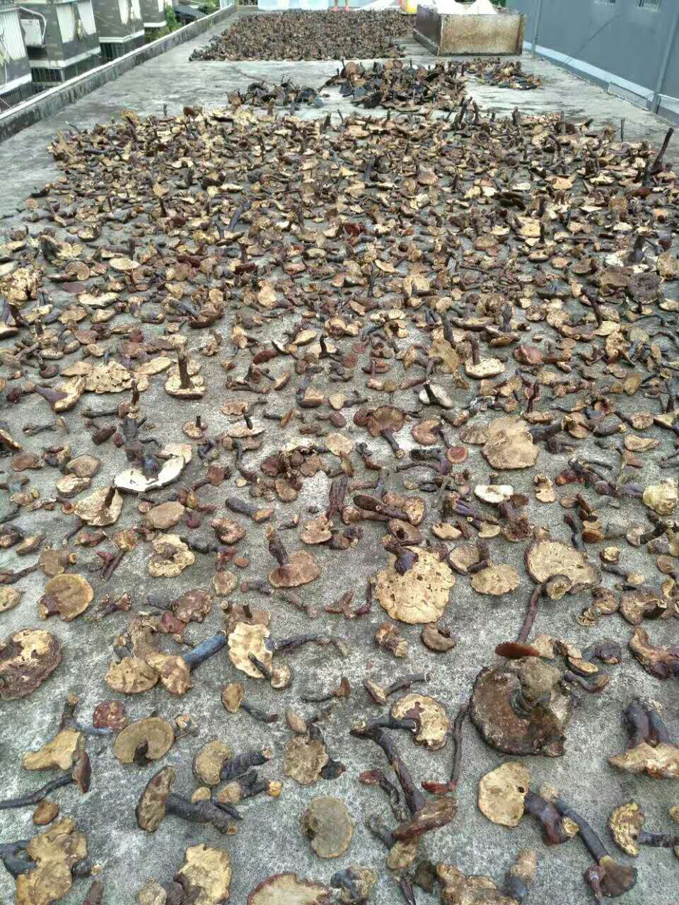 吃灵芝孢子粉,灵芝能吃吗