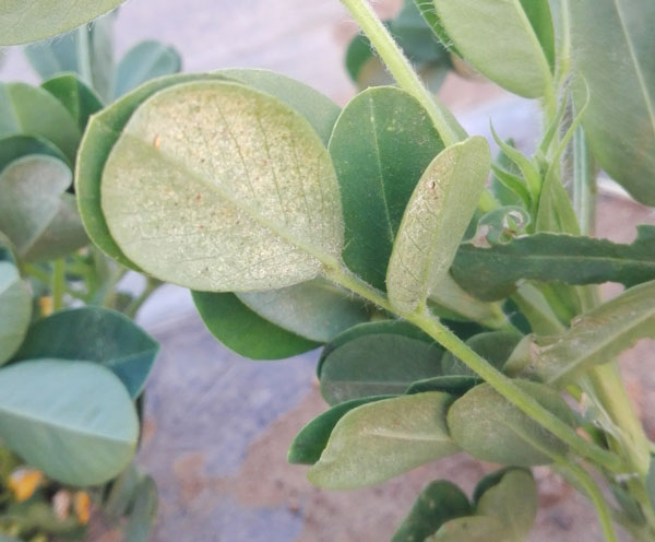 花生被红蜘蛛危害怎样补救,旱田春小麦红蜘蛛的防治