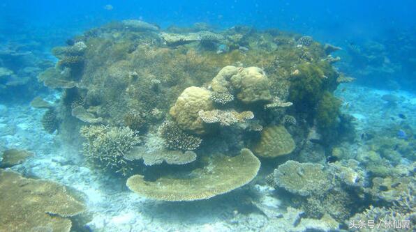 马尔代夫潜水岛推介,马尔代夫潜水好的岛屿