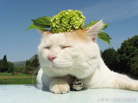 鐚ゴ鍝佺澶у叏,鏃ユ湰鍚嶇尗