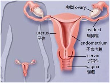 子宫糜烂不治可以吗,子宫糜烂会自己痊愈吗