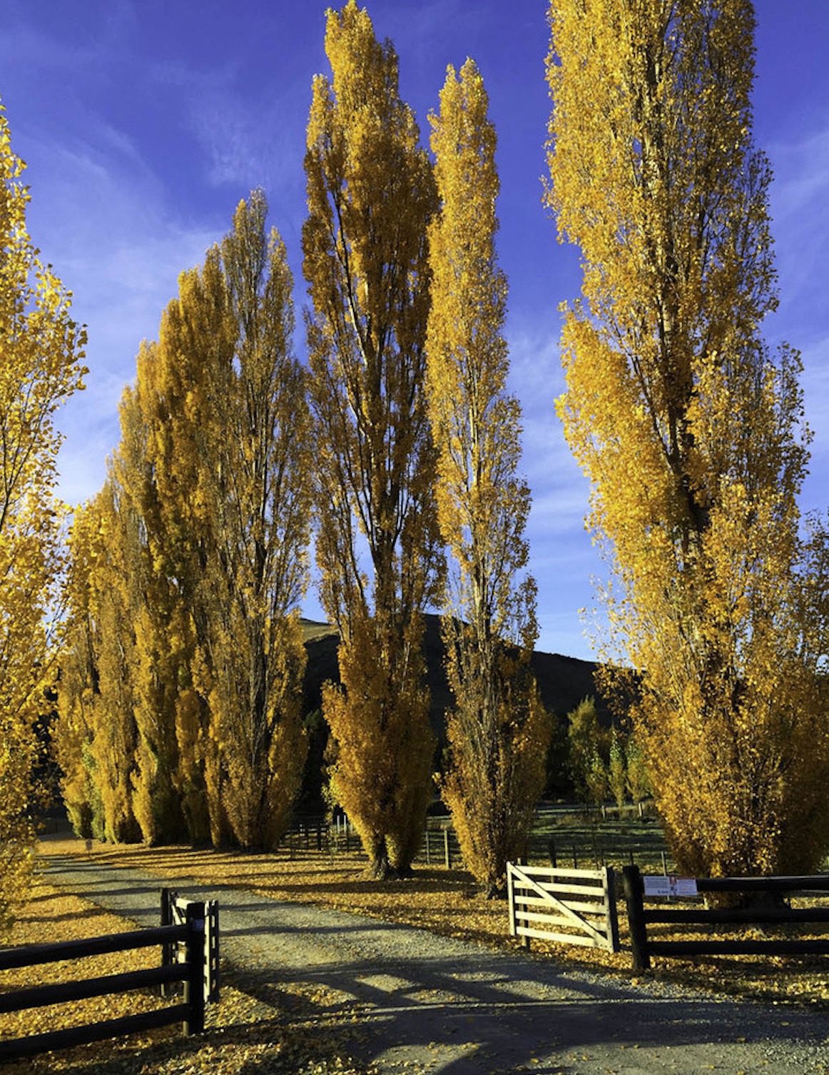 新西兰南岛的冬天,新西兰南岛秋天最佳时间