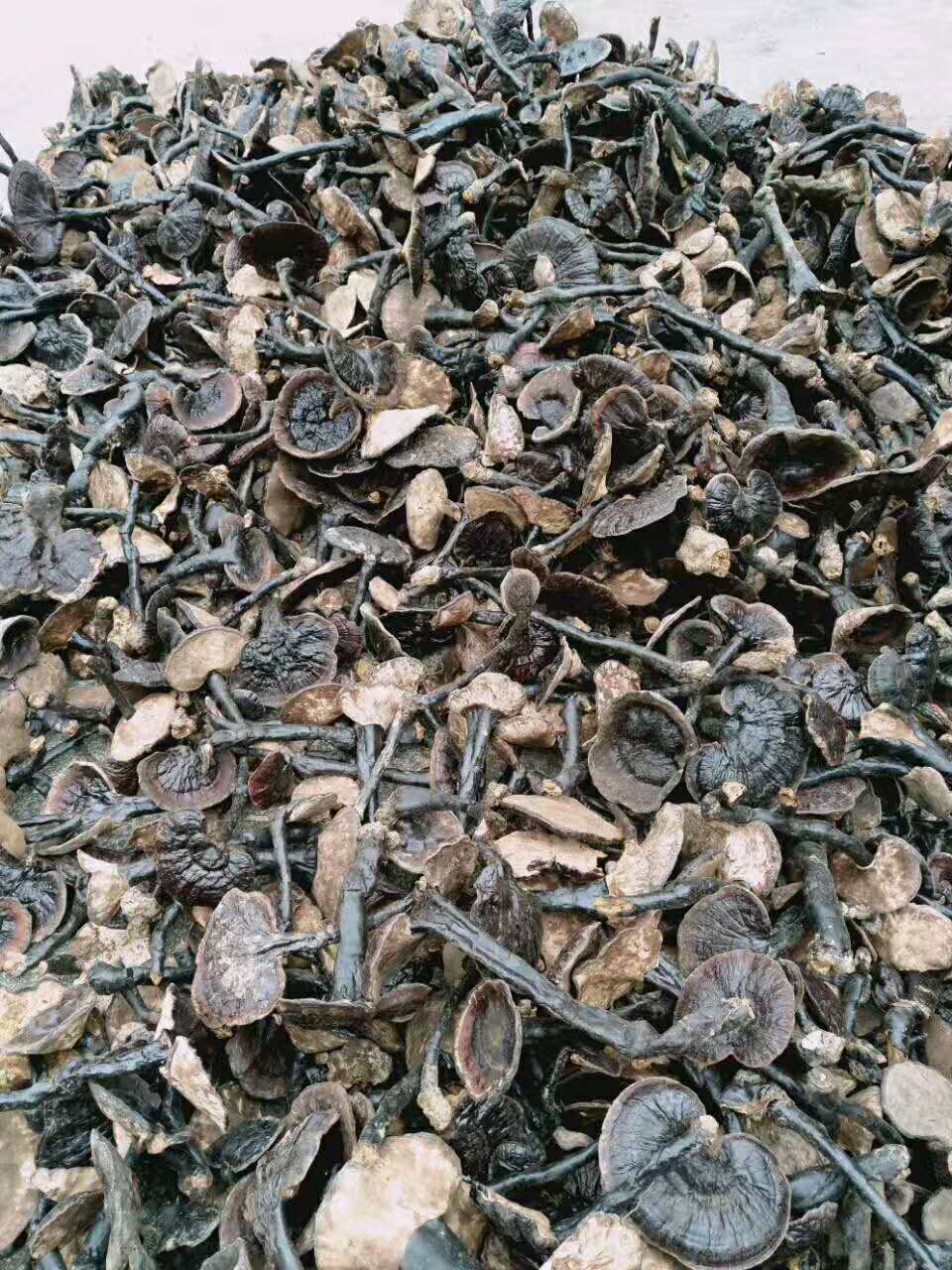 吃灵芝孢子粉,灵芝能吃吗