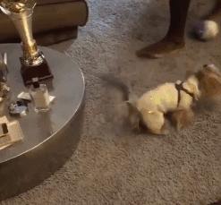 有人玩得四手联弹，有人会花式遛狗,世界足坛一周面面观