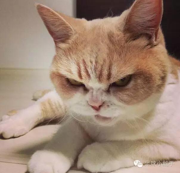 中超亚冠德比上港恒大,鲁能苏宁2020