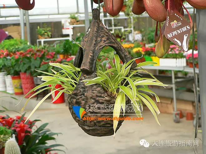 大连西郊超市,大连西郊园艺超市游记