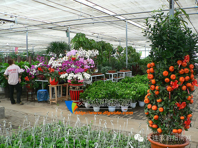 大连西郊花卉园艺,大连西郊园林公园花卉超市