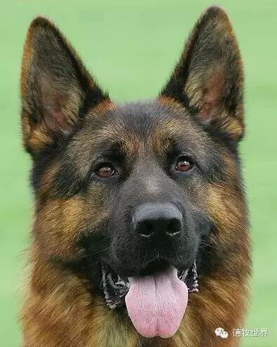 原创|德牧名犬：超越一切，无需说明欧门