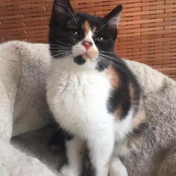 2022上海宠物领养中心官网,上海宠物领养日申请领养概率