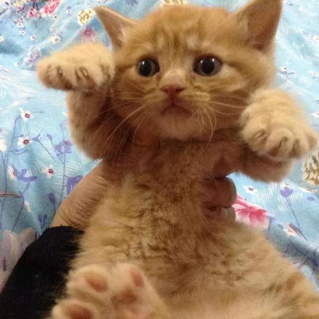 2022上海宠物领养中心官网,上海宠物领养日申请领养概率