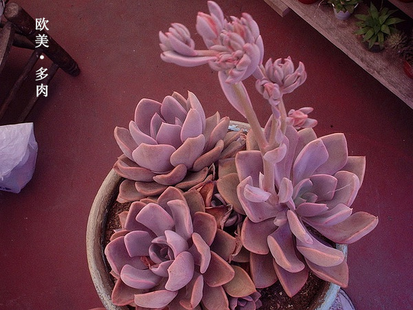 多肉张狂起来,狂野型多肉