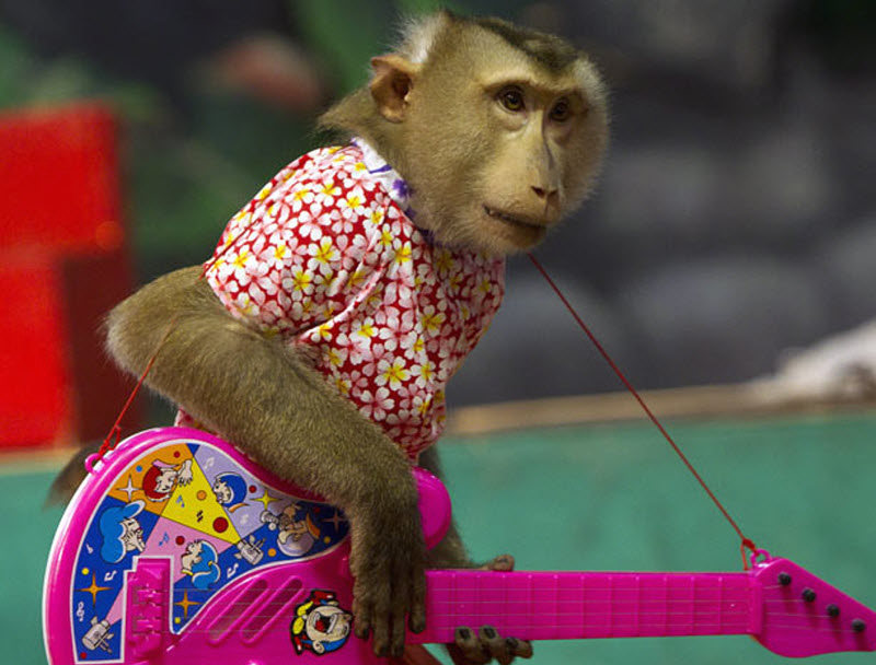 属猴的字有哪些,猴的字有什么特征