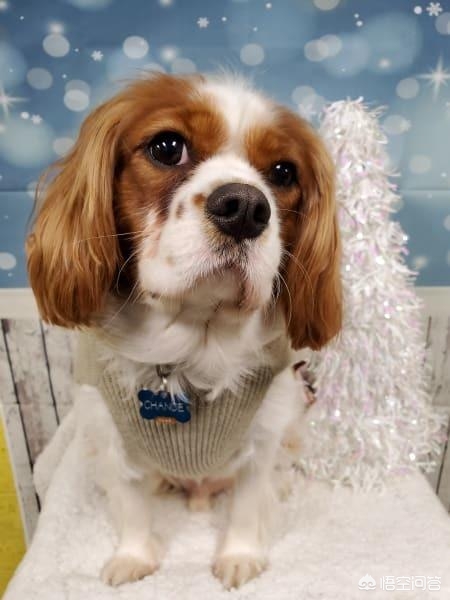 比熊狗粮进口和国产哪个好,进口狗粮和国产狗粮的区别