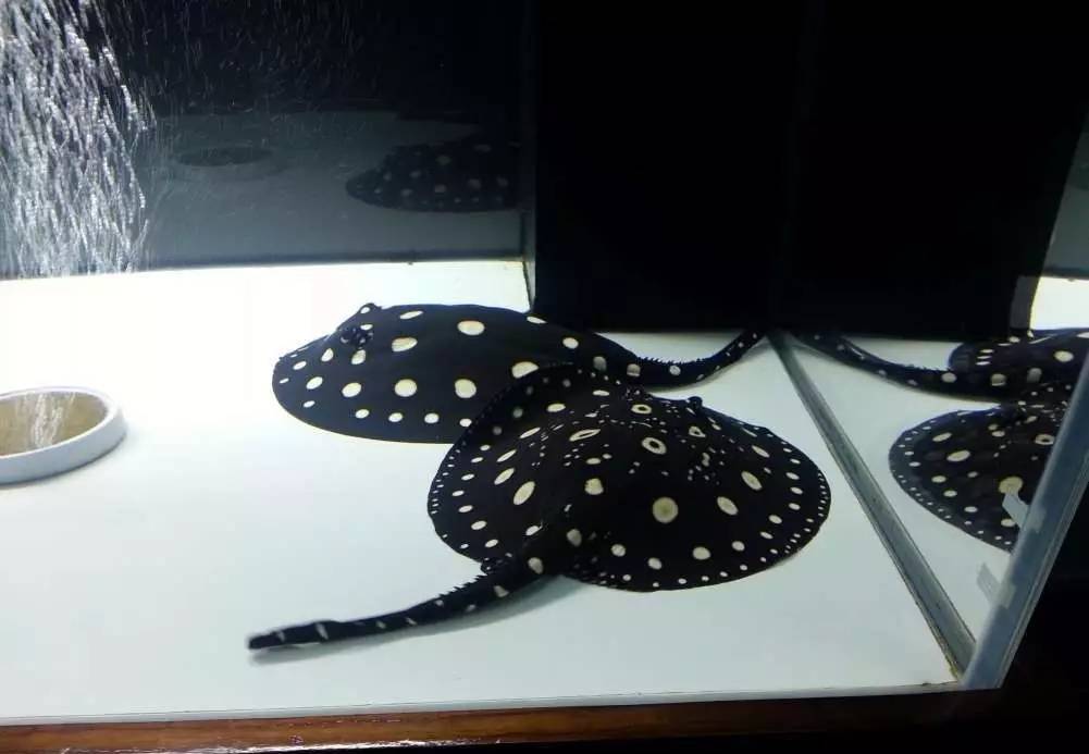 2米龙魟虎缸，23天开缸全记录