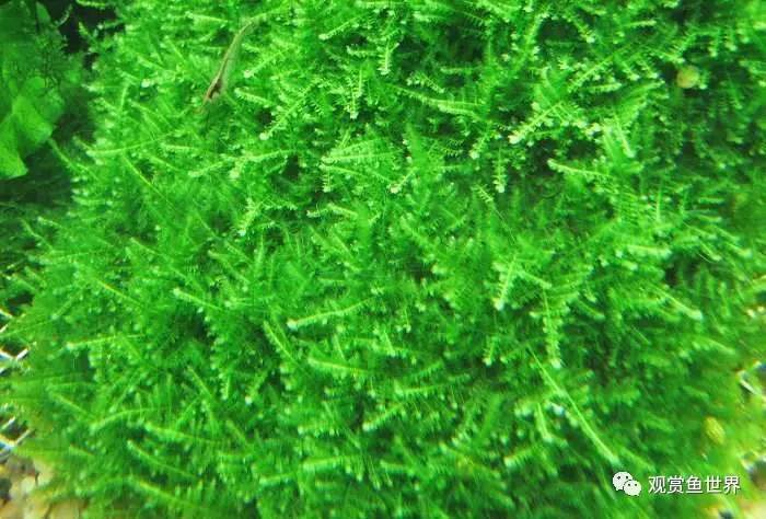 莫斯水草黑褐色,粉色莫丝水草