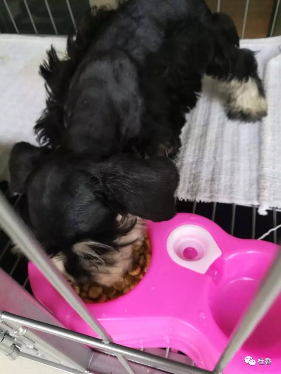 说说我养猫的事情,2个小时的养狗经历