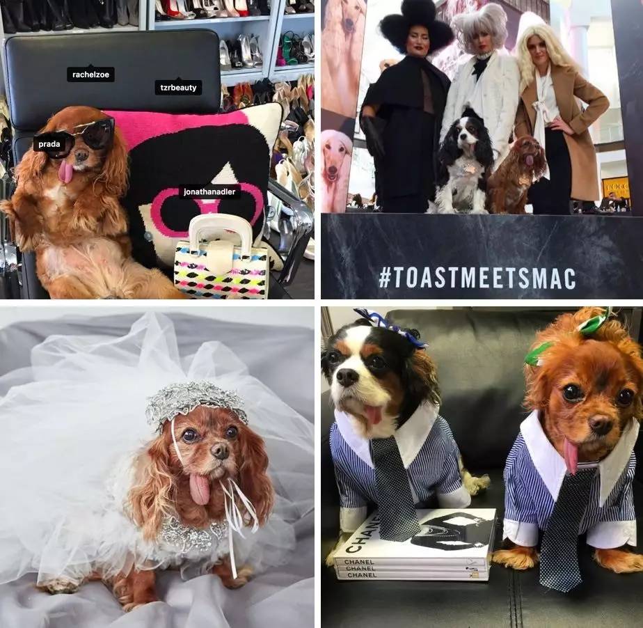 我没牙，我腿短，但我很红！