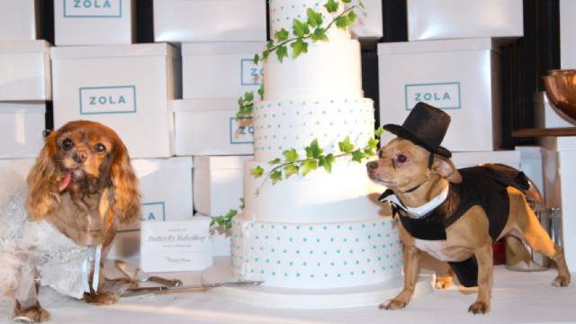 我没牙，我腿短，但我很红！