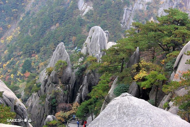 金毛萨克斯,金毛挑战全部视频