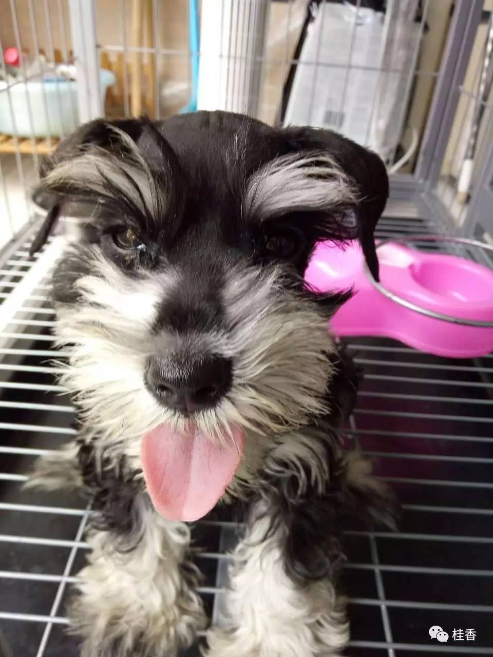 说说我养猫的事情,2个小时的养狗经历