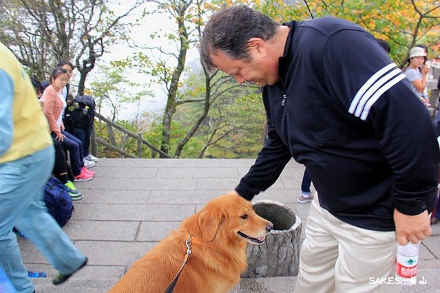 金毛萨克斯,金毛挑战全部视频