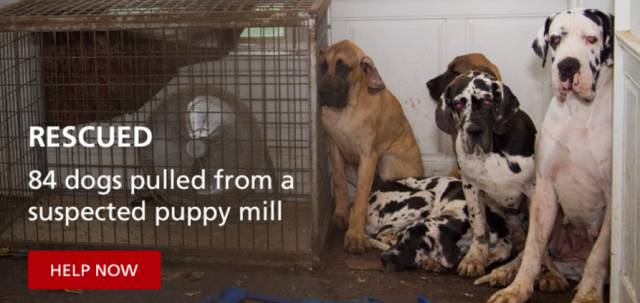 我没牙，我腿短，但我很红！