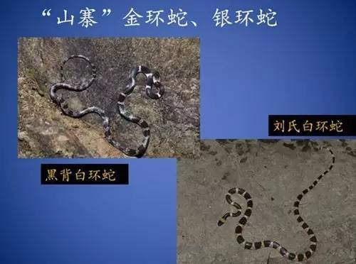 原来，这些救治毒蛇咬伤的方法都不靠谱